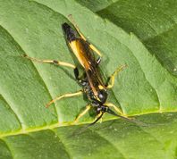 Snyltehveps diphyus amatorius